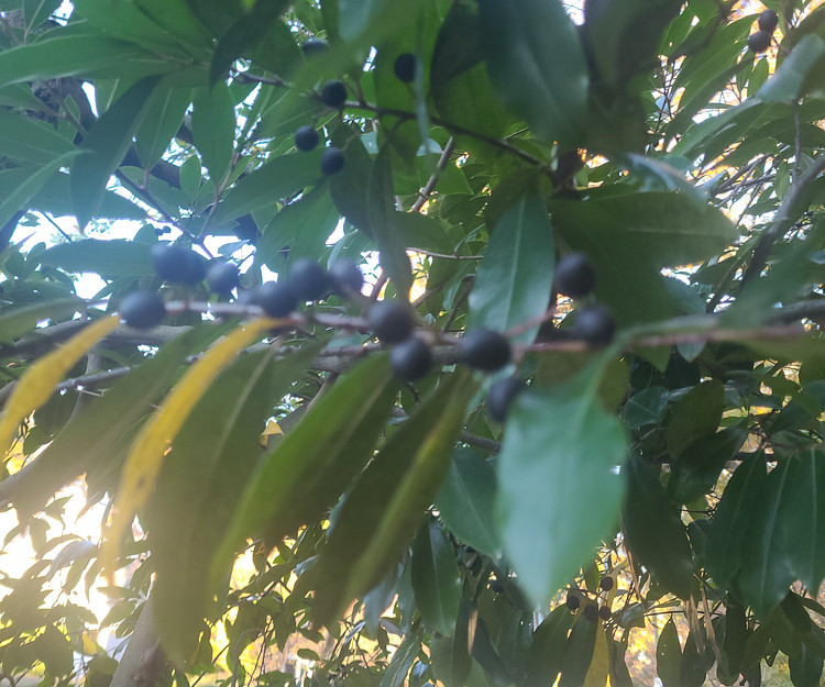 Gambia 🇬🇲/ Kenya 🇰🇪 