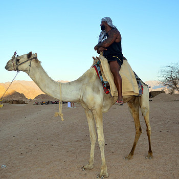 Emad Nagib