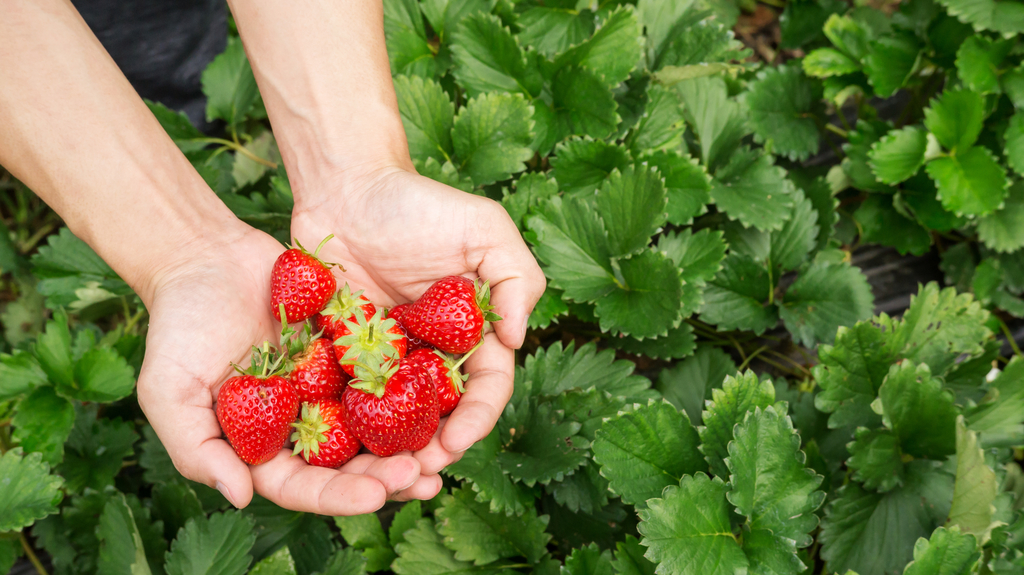 Find Fruit Picking Jobs in Queensland