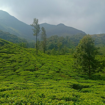 Rupesh