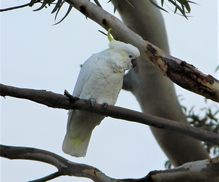 Melb to Alice springs by GOR and Aldelaide