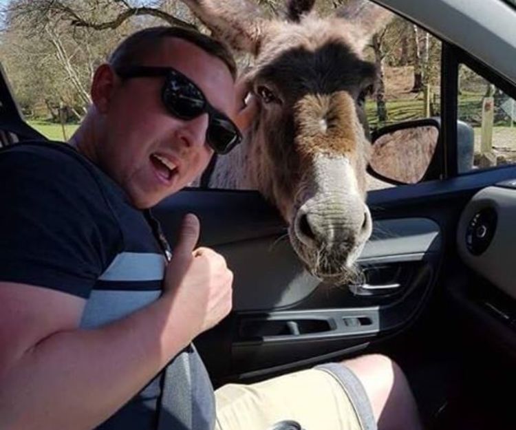 A Road trip adventure with a Great Dane 