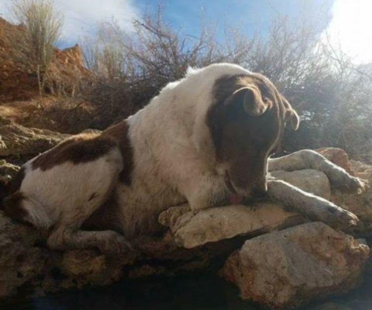 Two Dogs & and Subaru