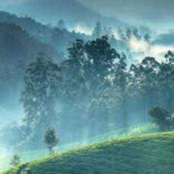 MrTrivandrum 