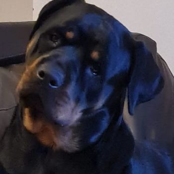 Meg
