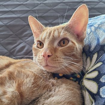 Daniel