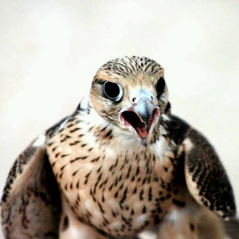 Mohammed Al-hammadi