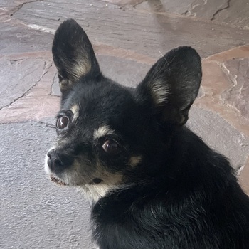 Pixie