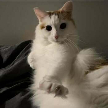 Jean-Philippe