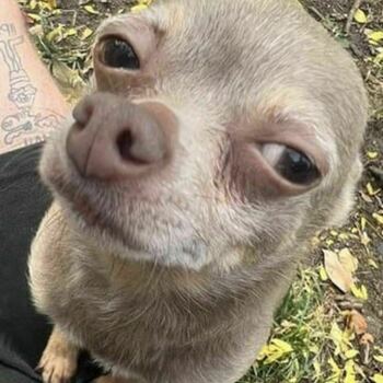 dee
