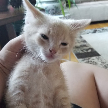 Juan