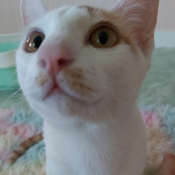 Angelina