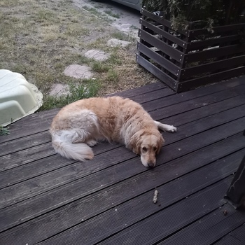 lola