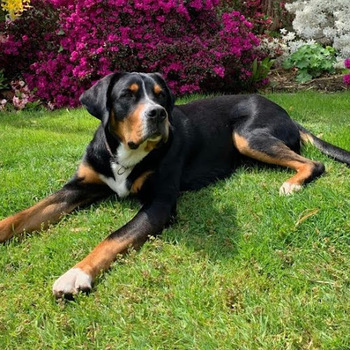 stephangnoericht-onlinede