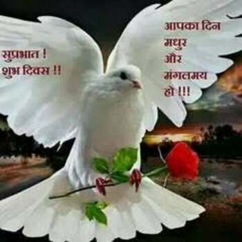 Navin