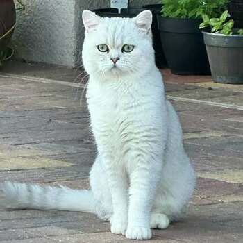Ron