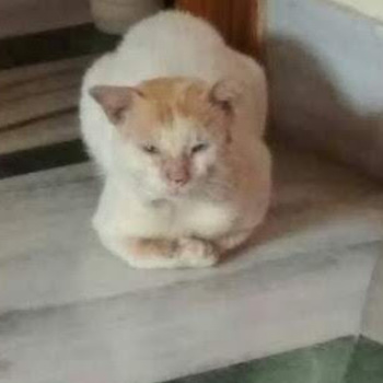 Purbita