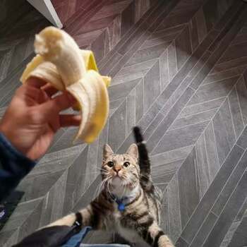 Leon Leon