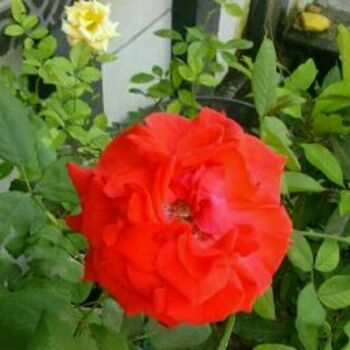 Dhimas