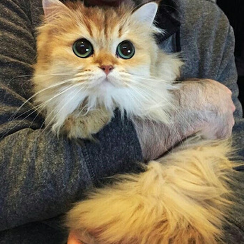 Aisyah Aisyah