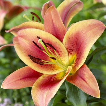 Lily
