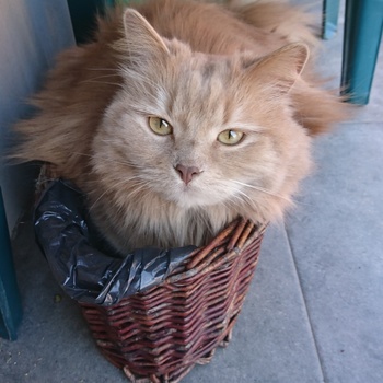 Bella