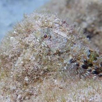 Patrick