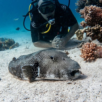 Guillaume Barmettler