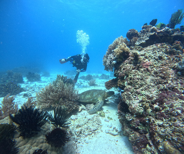 Diving Diving Scuba diving🤿🤿🤿